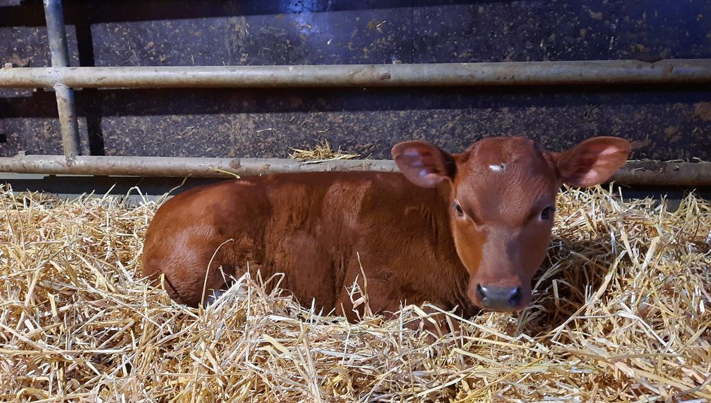 Kinderboerderij De Heuvel